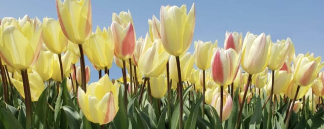 きたじま皮フ科の公式HP