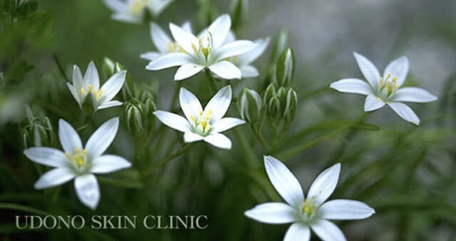 うどの皮ふ科の公式HP