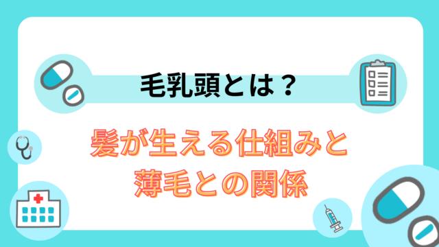毛乳頭とは?髪が生える仕組みと薄毛との関係